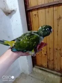 Papoušky patagonské k ručnímu dokrmení