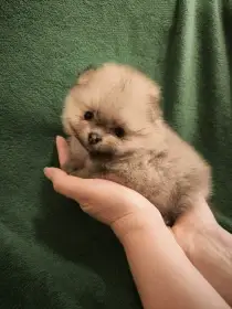 CHS Grinkor Star nabízí k rezervaci štěňata pomeraniana