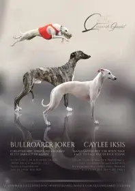 Štěňátka whippetů s PP