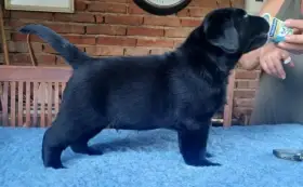 Labradorský retrívr