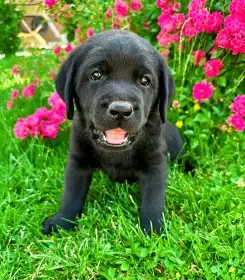 Labradorský Retriever s PP