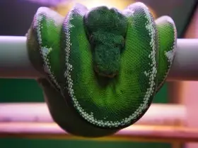Corallus batesii (boa zielony)