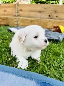 Albie Lužnický bavlníček hledá nový domov🐾