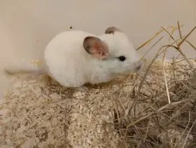 Činčila jihoamerická (Chinchilla lanigera)