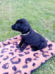 Štěňátka Flat Coated Retriever