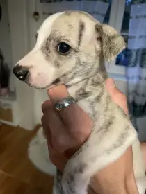 Whippet / vipet s PP FCI
