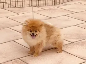 Pomeranian