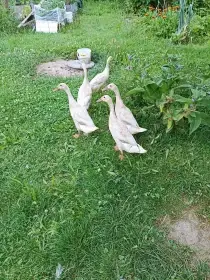 Koupím kačera hráškově žluté neboli divoce žluté