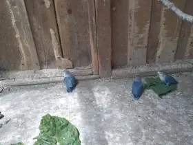 Prodám letošní agapornise