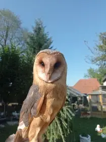 Sova pálená (Tyto alba)
