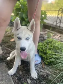 Prodám štěně sibiřský husky