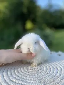 Mini Lop s vp