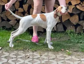 Irws a Pointer