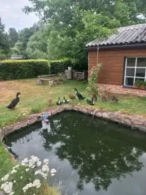 Prodej běžců indickych