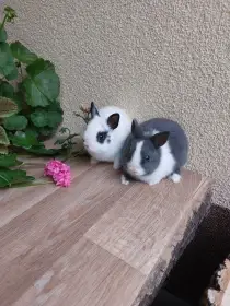 Zakrslý králík hladkosrstý - sameček