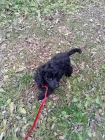 Pudl trpasličí