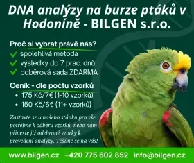 Určení pohlaví ptáků na burze v Hodoníně - BILGEN s.r.o.