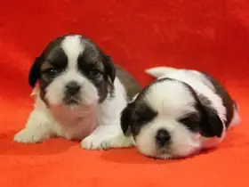 Shih-tzu , ši-cu štěňátka s PP FCI