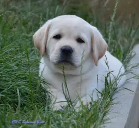 Žlutý pejsek labrador retrievera s PP