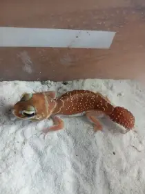 Nephrurus levis levis, Gekon knoflíkový