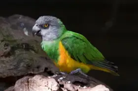 Koupím samici papouška senegalského