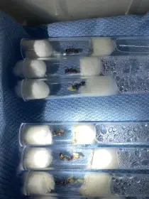 Camponotus nicobarensis
