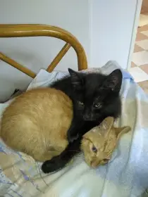 Koťata