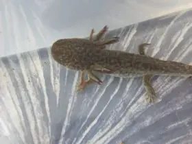 Axolotl