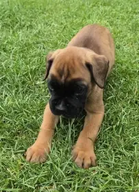 Štěňátka boxer s PP