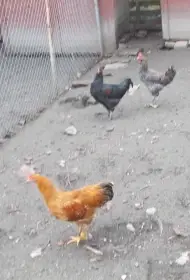 Kohoutci letošní