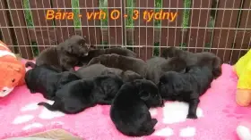 Labradorský retrívr