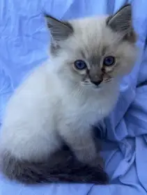 Ragdoll kocourci