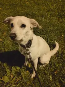 Daruji Ori, Jack Russella z důvodu nedostatku času, 6,5 roku, fenka