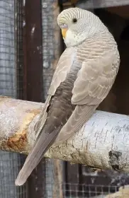 Andulky Blackwing