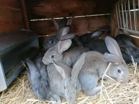 Prodám králíčky na dokrm.