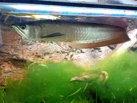 Arowana Dvojvousá