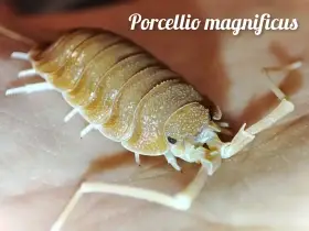 Obrovská sbírka isopod