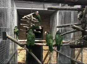 Amazoňan kubánský /Amazona leucocephala/