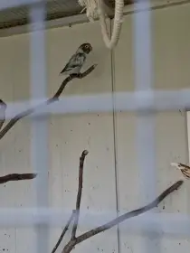 Agapornis škraboškový