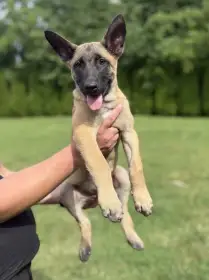 Belgický ovčák malinois s PP