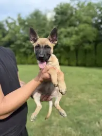 Belgický ovčák malinois s PP