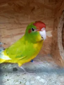 Kakariki