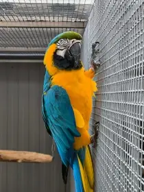 Ara ararauna