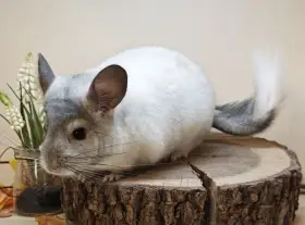 Činčila White Silver Avc