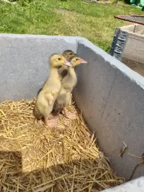 Kachňata indického běžce (Bali gen)