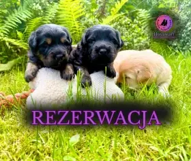 Černopálené štěně s PP, narozené 25.6.2025, socializované, odběr od 23.8.2025