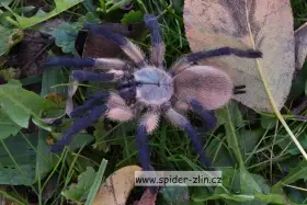 Samice P. victori, D.pentaloris, A. rufus, B. simoroxigorum a mnoho dalších zaji
