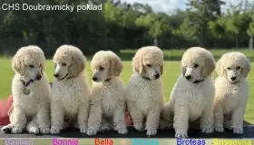 Štěňata Velký bílý královský pudl
