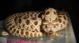 Heterodon