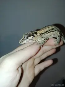 Pagekon hrbolkohlavý